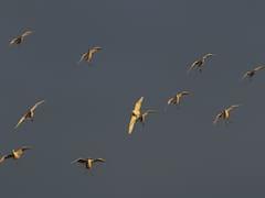 El jet lag también afecta a las aves: su reloj biológico se desajusta y provoca errores de navegación