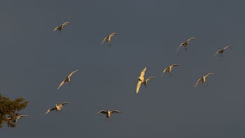 El jet lag también afecta a las aves: su reloj biológico se desajusta y provoca errores de navegación