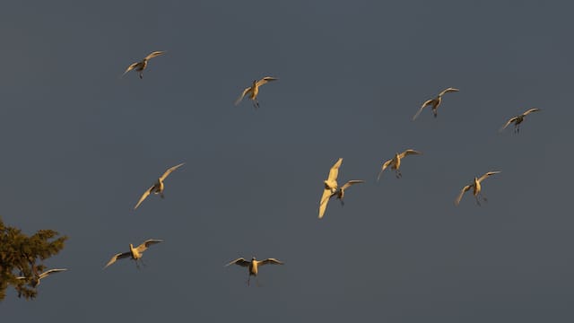 El jet lag también afecta a las aves: su reloj biológico se desajusta y provoca errores de navegación