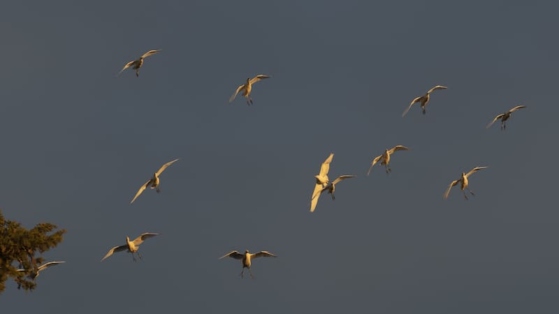 Los largos desplazamientos también alteran el ritmo interno de las aves marinas.