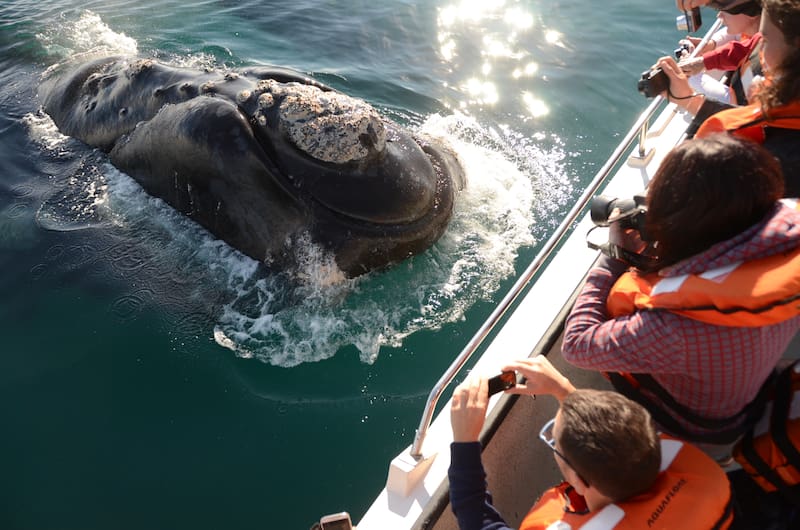 Avistaje de ballenas en Puerto Pirámides