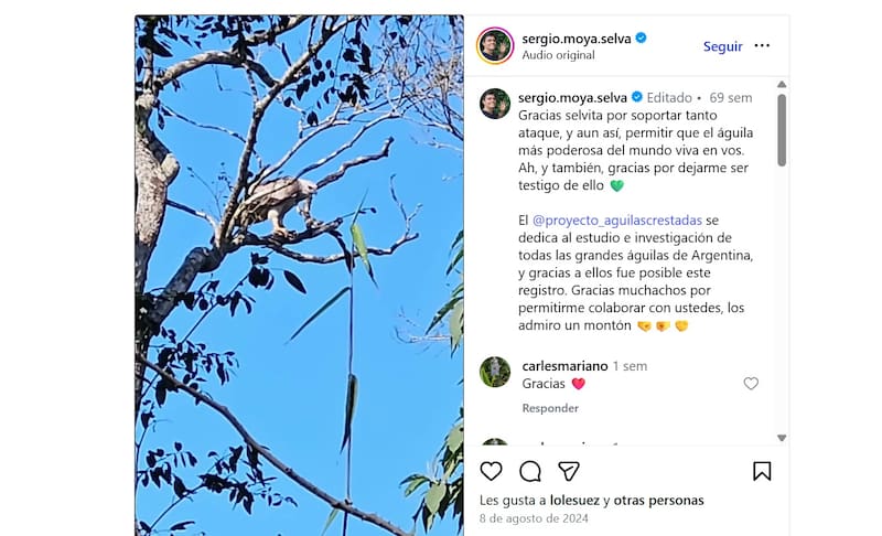 Dos investigadores logran captar una rara imagen de un ejemplar juvenil de águila harpía en la selva misionera. (Instagram: sergio.moya.selva)