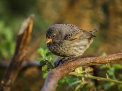 Qué implica que las aves canten en tu casa o jardín, según la ciencia