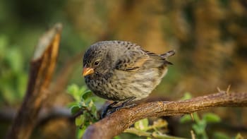 Qué implica que las aves canten en tu casa o jardín, según la ciencia