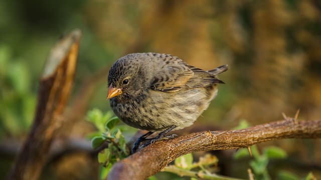 Qué implica que las aves canten en tu casa o jardín, según la ciencia