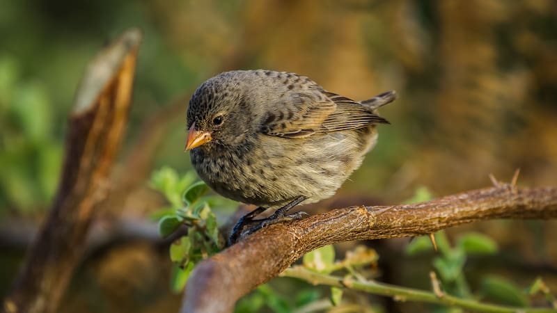 Avistaron a una de las aves más majestuosas de Sudamérica: una nueva especie con un linaje único e irrepetible.