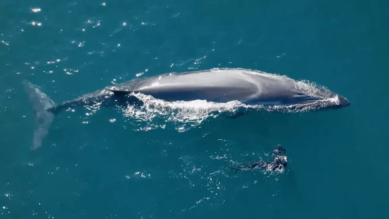 La ballena sei reapareció en la costa patagónica tras 100 años. Foto (@puntamarques)