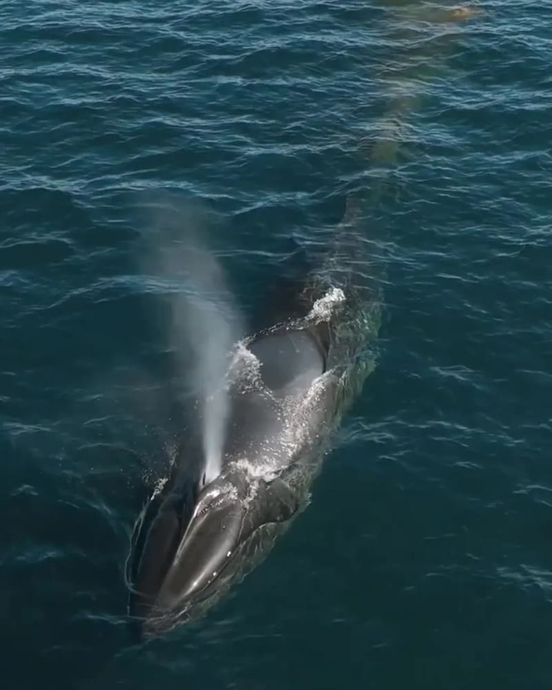 Imágenes de la Ballena sei compartidas por la productora jumarafilms. Foto: (@puntamarques)