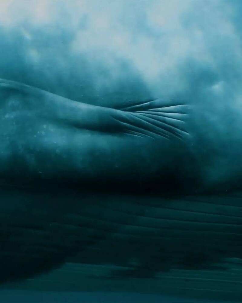 Imágenes de la Ballena sei compartidas por la productora jumarafilms. Foto: (@puntamarques)