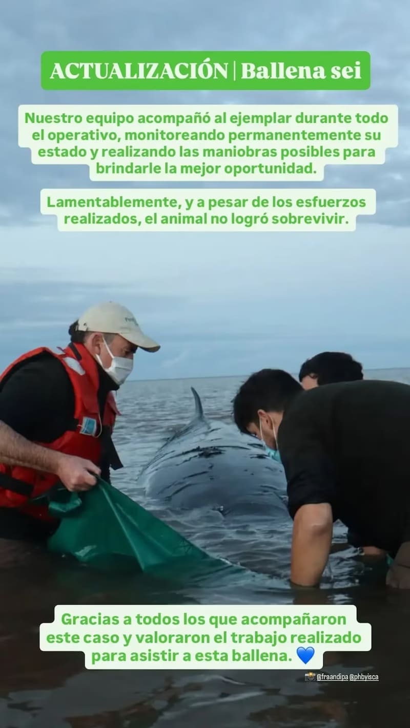 La ballena sei encontrada en el Río de la Plata no logró sobrevivir.