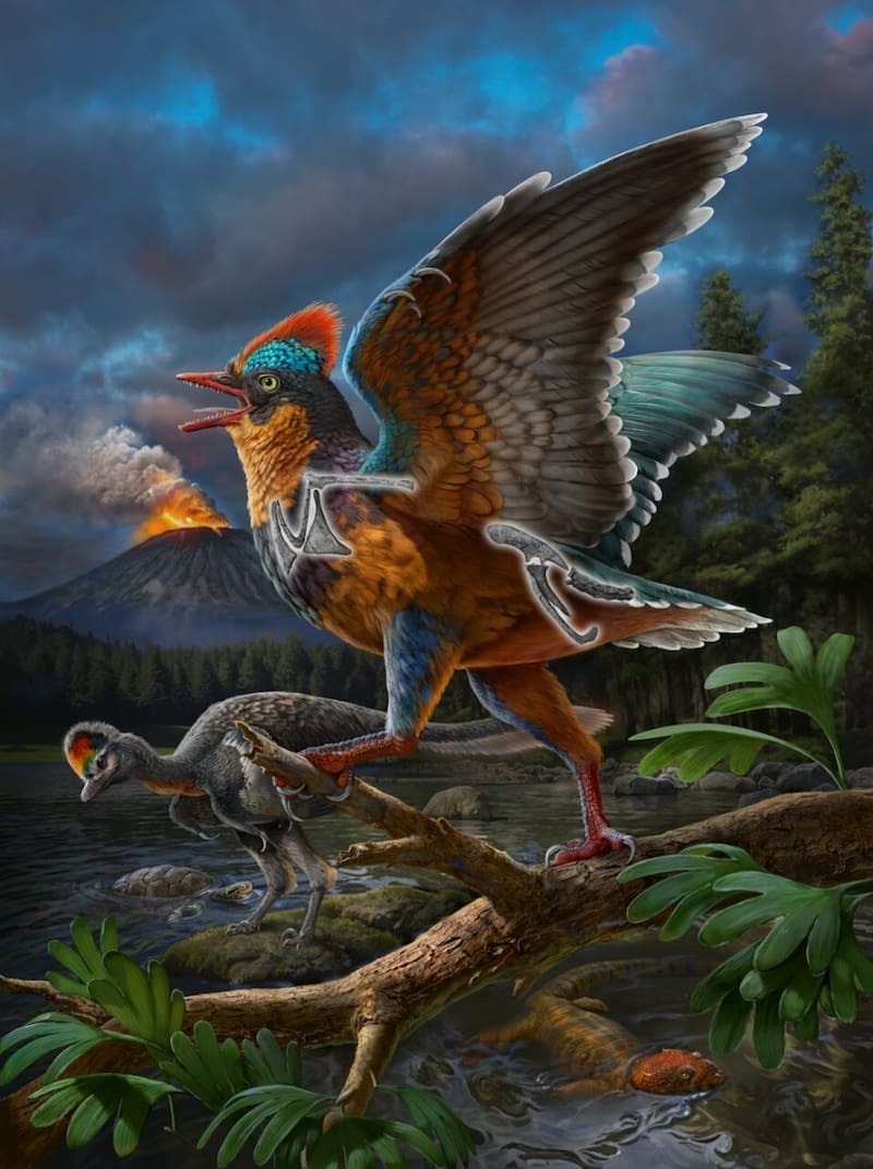 Reconstrucción de un ave del jurásico, del paleoartista Zhao Chuang