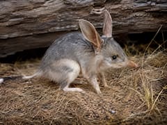 Milagro entre los animales | Reaparece un mamífero extinto que previene inundaciones y sequías: su resurrección salvaría a miles de especies en peligro