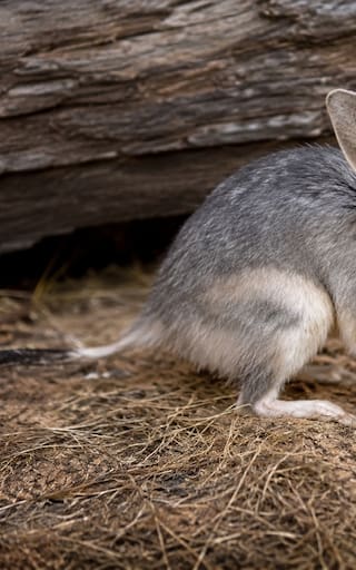 Milagro entre los animales | Reaparece un mamífero extinto que previene inundaciones y sequías: su resurrección salvaría a miles de especies en peligro