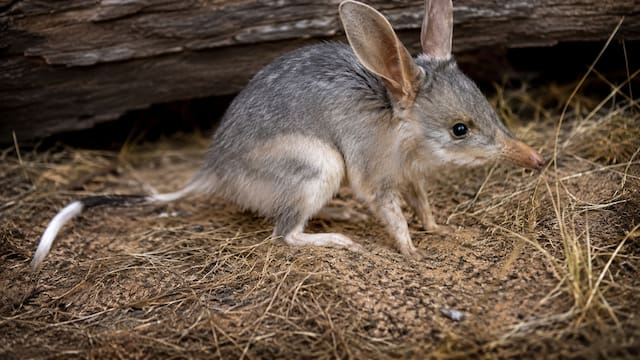 Milagro entre los animales | Reaparece un mamífero extinto que previene inundaciones y sequías: su resurrección salvaría a miles de especies en peligro