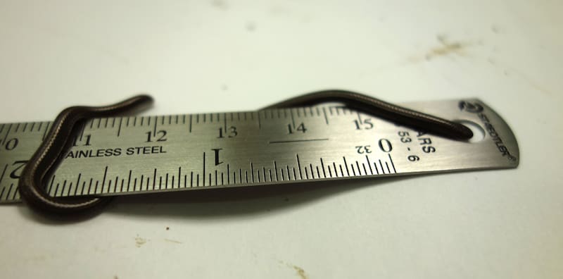 Con menos de 10 centímetros de largo, esta especie apenas pesa unos gramos y pasa desapercibida entre la vegetación del suelo.