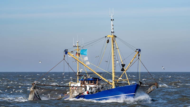 Gobierno de México anunció que en noviembre iniciarán siete periodos de pesca en la península de Baja California, Sinaloa, Tabasco, Tamaulipas y Quintana Roo.