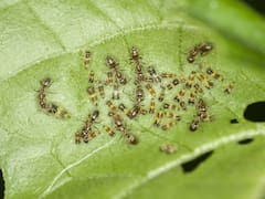 Before reaching for insecticides: how to get rid of five common garden pests, according to experts