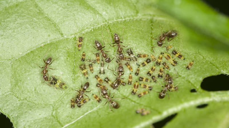 Before reaching for insecticides: how to get rid of five common garden pests, according to experts.