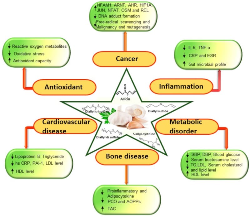 Infografía sobre el estudio del ajo en enfermedades como el cáncer. Fuente: NIH.