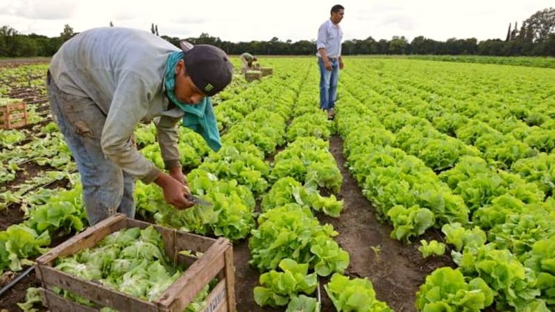 México ofrece apoyo económico a través del programa Sembrando Vida. Fuente: Shutterstock