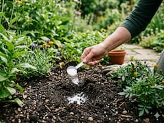 Tirar bicarbonato en el jardín y en las macetas: para qué sirve y por qué lo recomiendan