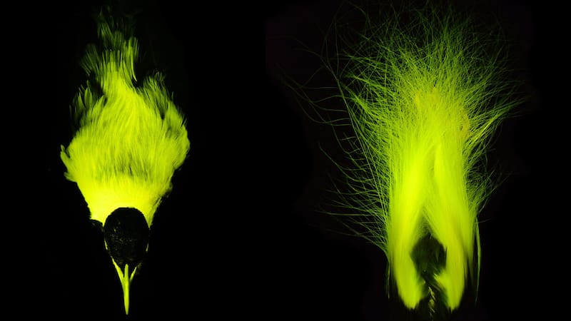 Muchas aves del paraíso brillan con luz propia bajo ciertos tipos de iluminación, un fenómeno conocido como "biofluorescencia". Foto: AMNH.