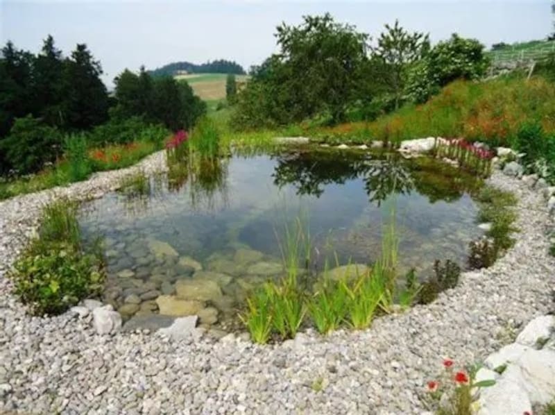 Biopileta, la nueva tendencia que integra bienestar y paisajismo en el hogar