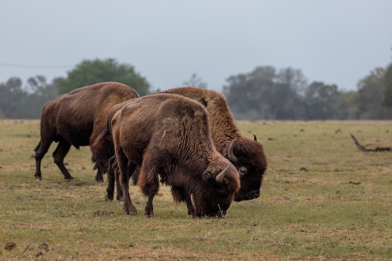 The large brown bisons grazing on the grass