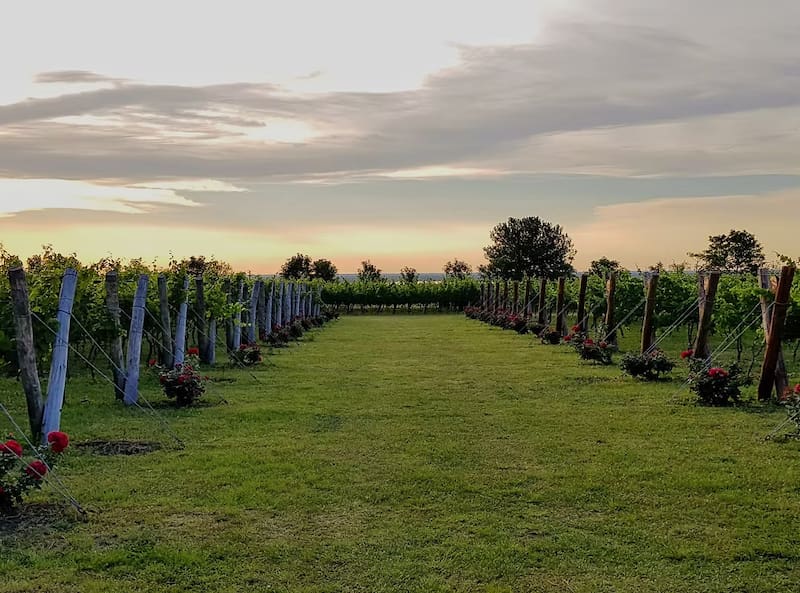 Bodega Los Aromitos