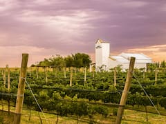 La provincia que llegó a tener más de 100 bodegas, lo perdió todo y ahora vuelve a producir vino