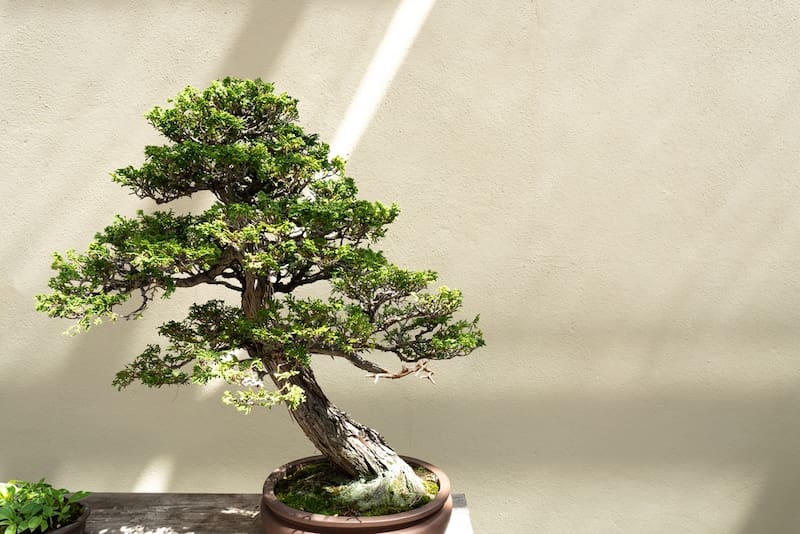 Beneficios del Bonsai según el Feng Shui