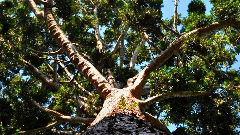 El bosque encantado de 10.000 hectáreas con el único Árbol de Cristal de América Latina: está a 45 minutos de CABA y la entrada es gratuita.