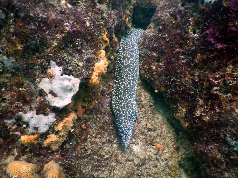 Las aguas de Playa Cristal permiten practicar snorkel y observar peces, corales y otras especies marinas en uno de los sectores protegidos del Parque Nacional Natural Tayrona.
