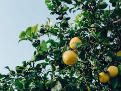 Cómo hacer que florezca un limonero en casa: este es el truco que pocos conocen y es usado por jardineros expertos