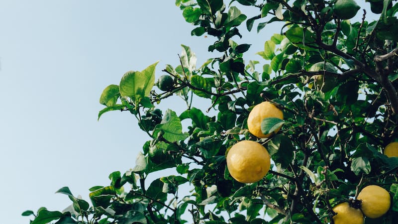Cómo hacer florecer un limonero en casa con un truco poco conocido por el que apuestan los jardineros expertos. Ideal para cultivar en maceta.