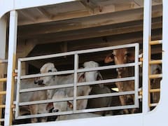Es oficial | Quedan prohibidos los traslados y ventas de ganado al exterior para quienes no tengan estos permisos obligatorios
