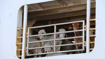 Es oficial | Quedan prohibidos los traslados y ventas de ganado al exterior para quienes no tengan estos permisos obligatorios