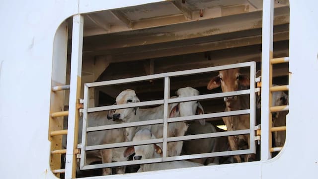 Es oficial | Quedan prohibidos los traslados y ventas de ganado al exterior para quienes no tengan estos permisos obligatorios