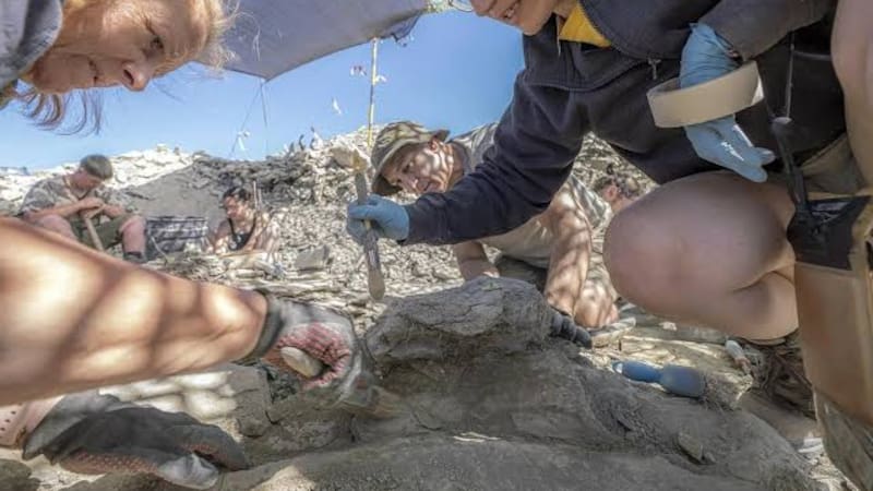 ¿Cómo era el antiguo delta donde caminaron los dinosaurios?