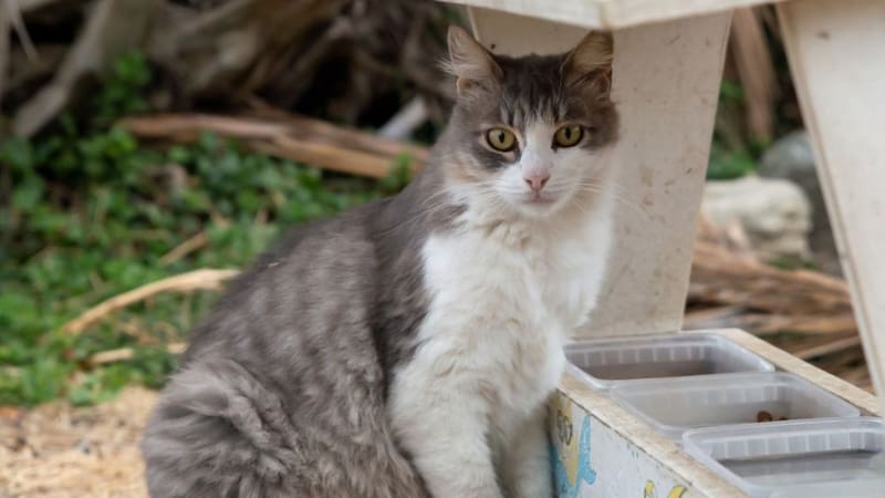 Buscan voluntarios para vivir en playas paradisíacas y solo deben cuidar gatos: ofrece casa gratis, desayuno y cinco horas de trabajo diarias