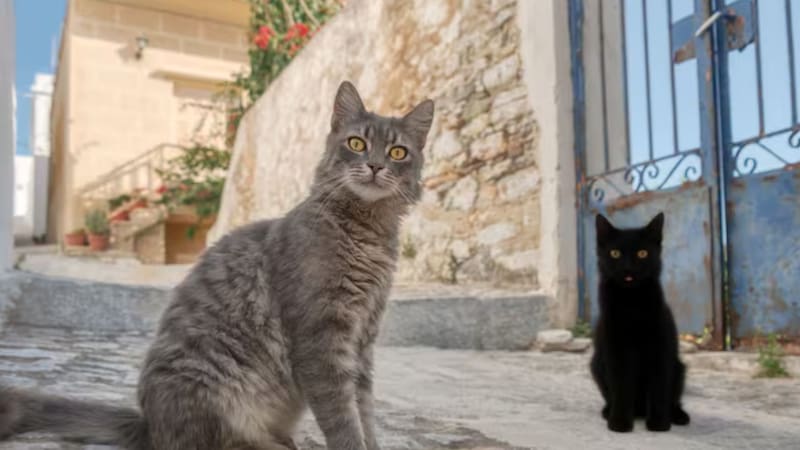 El voluntariado es para el cuidado de gatos.