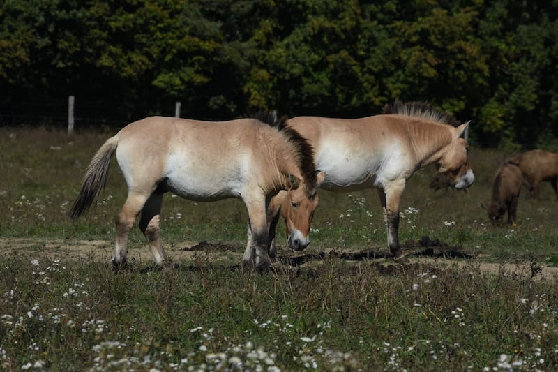 Los caballos de Przewalski (Equus ferus przewalskii) fueron declarados extintos en estado salvaje a fines de los años 1960.