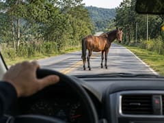 Qué hacer si encuentra un caballo en medio de la carretera y por qué es importante saber cómo actuar