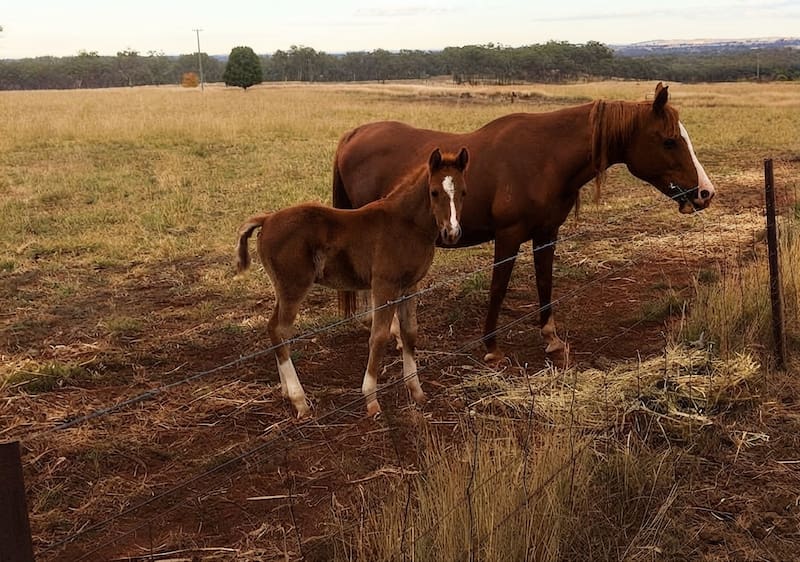Una granja australiana busca voluntarios y ofrece habitación privada, las tres comidas del día y paseos gratuitos a cambio de 32 horas semanales.
