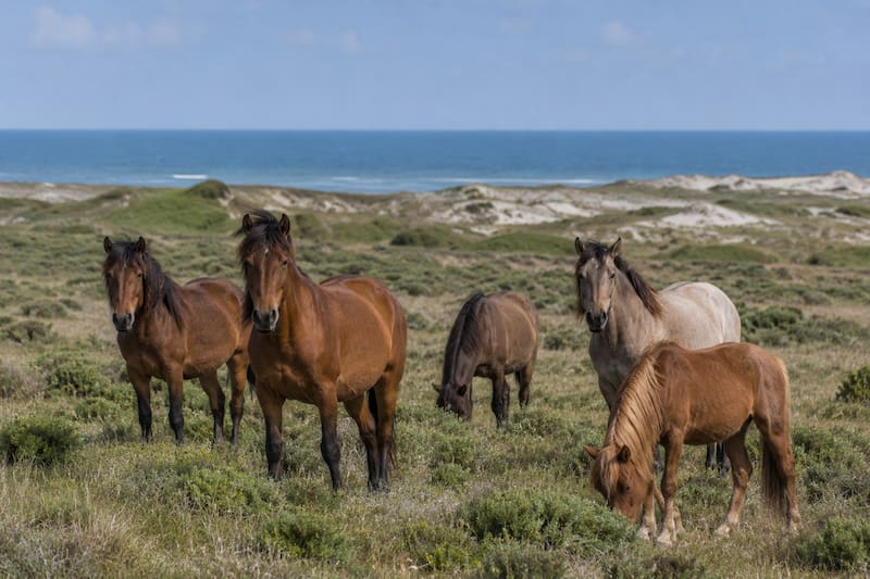 En 1760, el comerciante y armador bostoniano Thomas Hancock —tío de John Hancock, uno de los padres fundadores de Estados Unidos— llevó cerca de 60 caballos a Isla Sable.