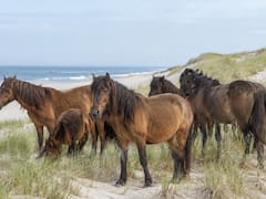 En el 1700, granjeros abandonaron 60 caballos en una isla desierta. 300 años después, el ADN encontrado sorprendió a todos