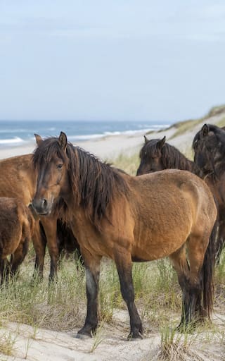 En el 1700, granjeros abandonaron 60 caballos en una isla desierta. 300 años después, el ADN encontrado sorprendió a todos