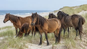 En el 1700, granjeros abandonaron 60 caballos en una isla desierta. 300 años después, el ADN encontrado sorprendió a todos