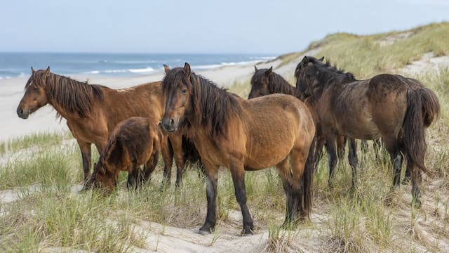En el 1700, granjeros abandonaron 60 caballos en una isla desierta. 300 años después, el ADN encontrado sorprendió a todos