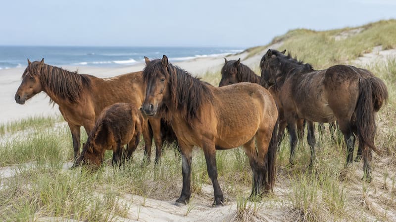 En el 1700, granjeros abandonaron un grupo de caballos en una isla desierta. 300 años después, el ADN encontrado sorprendió a todos.